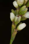 Bog smartweed